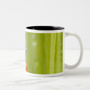 Ladybird on grass, close-up Two-Tone coffee mug