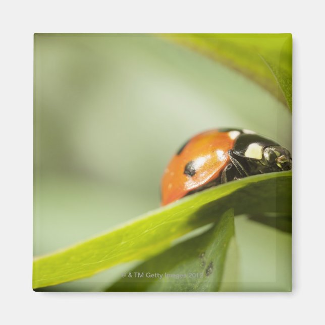 Ladybird on leaf,Ladybug on leaf Magnet (Front)