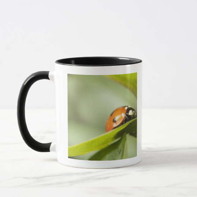 Ladybird on leaf,Ladybug on leaf Mug (Left)