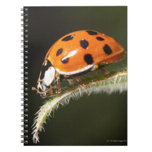 Ladybird on leaf,Ladybug on leaf Spiral Notebook
