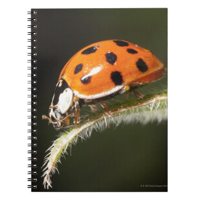 Ladybird on leaf,Ladybug on leaf Spiral Notebook (Front)