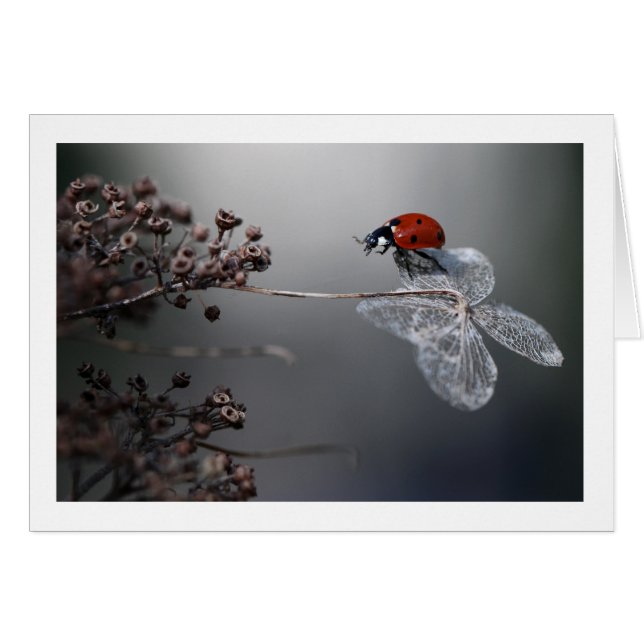 Ladybird on old hydrangea (Front Horizontal)