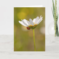 Ladybird on Oxeye Daisy - Greeting Card