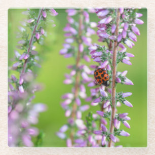 Ladybird on purple flower - glass coaster