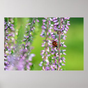 Ladybird on purple flowers poster