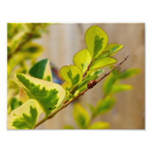 Ladybird  photo print