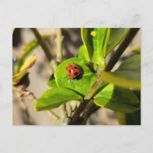 Ladybird postcard