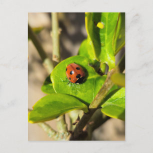 Ladybird  postcard