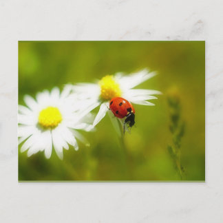Ladybird postcard