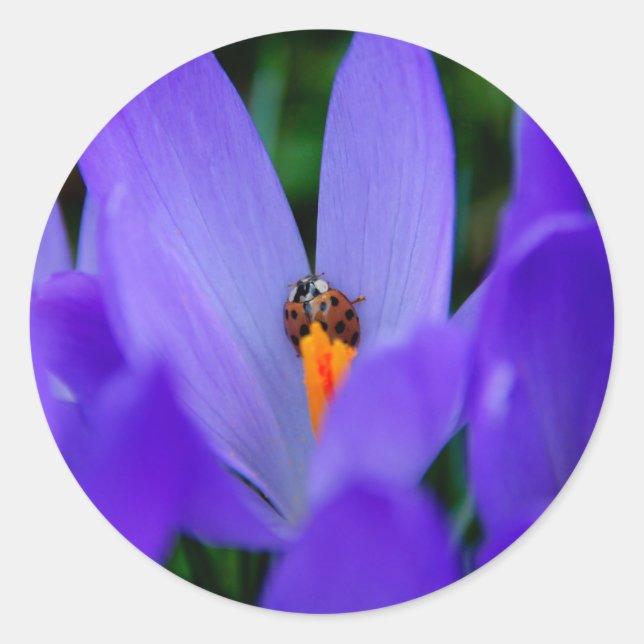 Ladybird Sticker (Front)