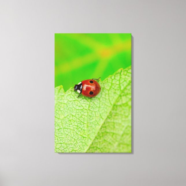 Ladybird walking across a leaf canvas print (Front)