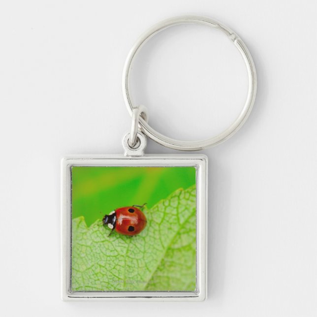 Ladybird walking across a leaf key ring (Front)