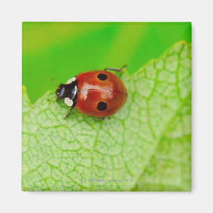 Ladybird walking across a leaf magnet