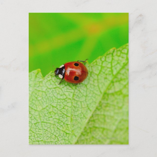 Ladybird walking across a leaf postcard (Front)