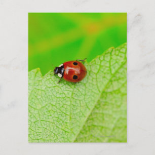 Ladybird walking across a leaf postcard