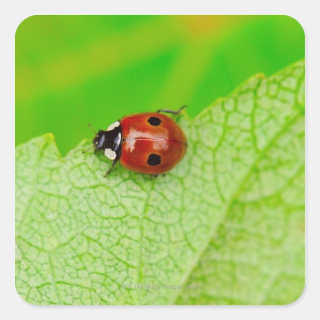 Ladybird walking across a leaf square sticker (Front)