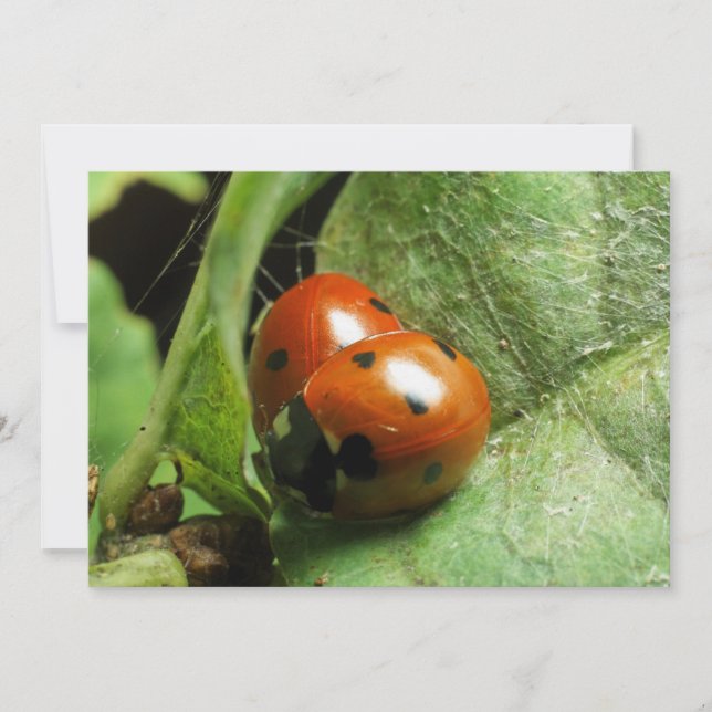 Ladybirds (Front)