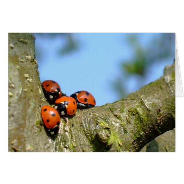 Ladybirds (Front Horizontal)