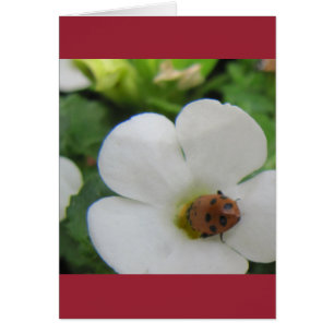 Ladybug