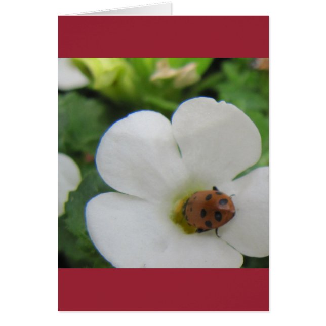 Ladybug (Front)