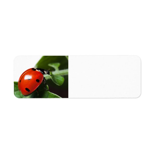 Ladybug (Front)