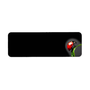 Ladybug