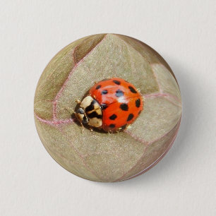 Ladybug 226 ~ button