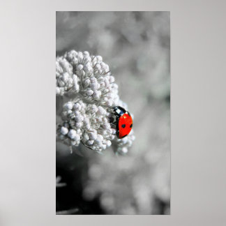 Ladybug B&W Poster
