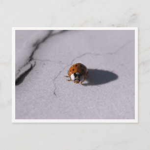Ladybug Beetle Macro Wildlife Photography Postcard