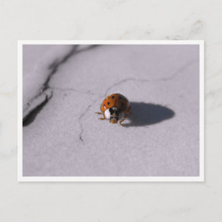Ladybug Beetle Macro Wildlife Photography Postcard