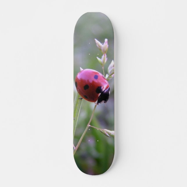 Ladybug board skateboard (Front)