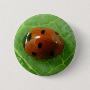 Ladybug Button