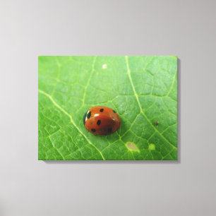 Ladybug Canvas Print