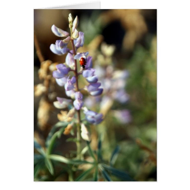 Ladybug Card (Front)