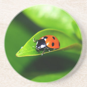 Ladybug Coaster