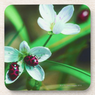 Ladybug Coaster