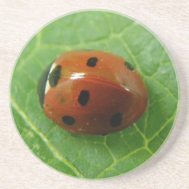 Ladybug Coasters (Front)