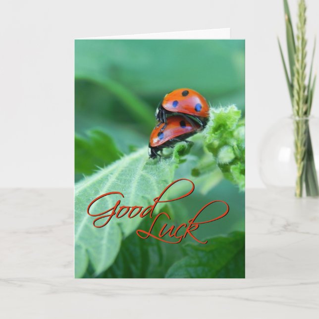 Ladybug Couple - Good luck Card (Front)