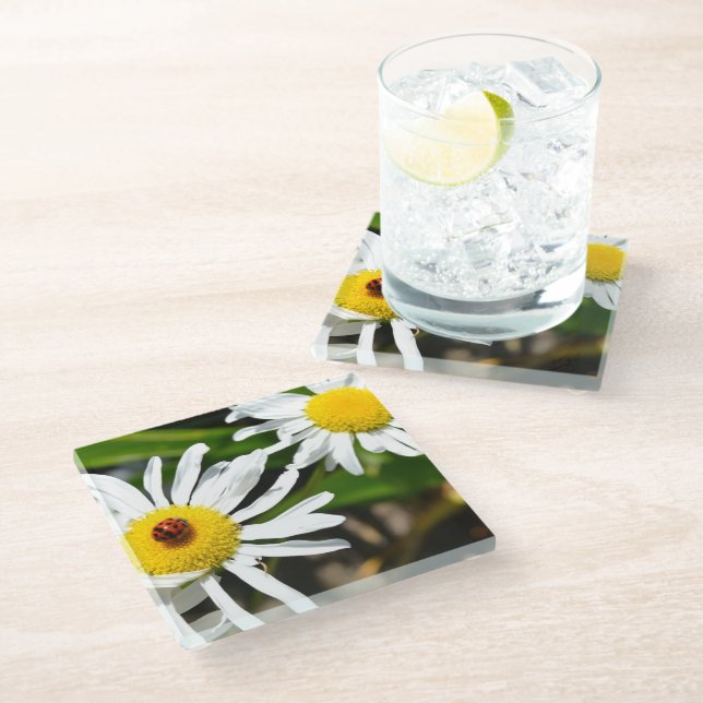Ladybug Daisy Flower (photo by me) Glass Coaster (Angled)