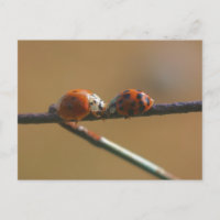 Ladybug Friends Nature Photography Postcard