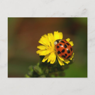 Ladybug Greetings Postcard