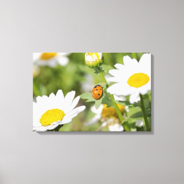 Ladybug in a Daisy Garden Canvas Print (Front)