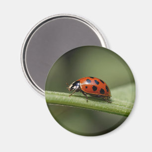 Ladybug Insect Magnet