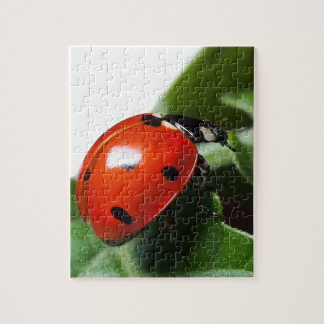 Ladybug Jigsaw Puzzle (Vertical)