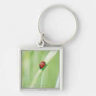 Ladybug Key Ring