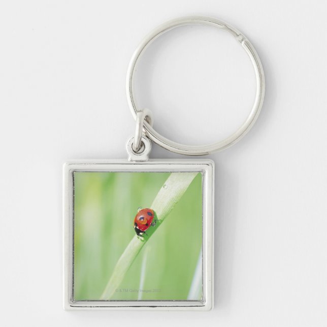 Ladybug Key Ring (Front)