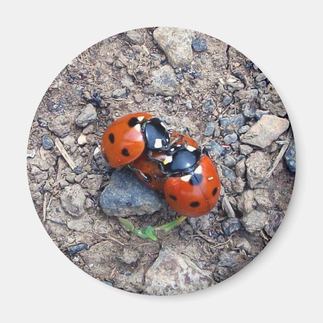 Ladybug Kisses Magnet (Front)