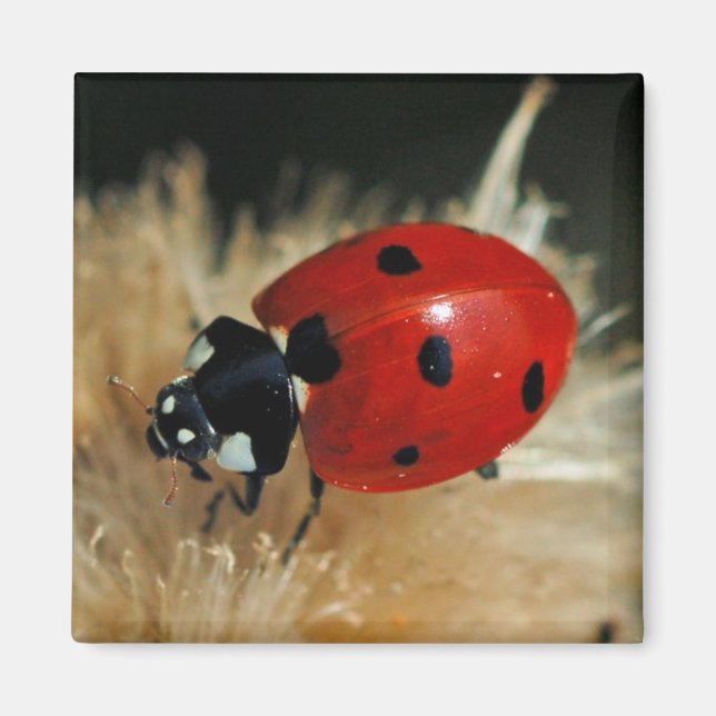 Ladybug - Lady Beetles magnet (Front)