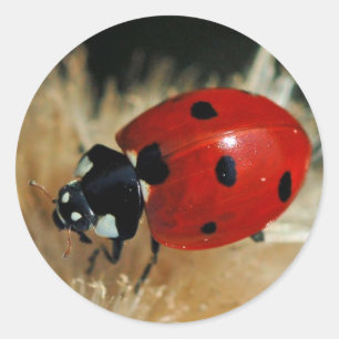 Ladybug - Lady Beetles stickers