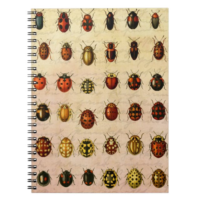 Ladybug Ladybird Beetle Insect Bug Notebook (Front)